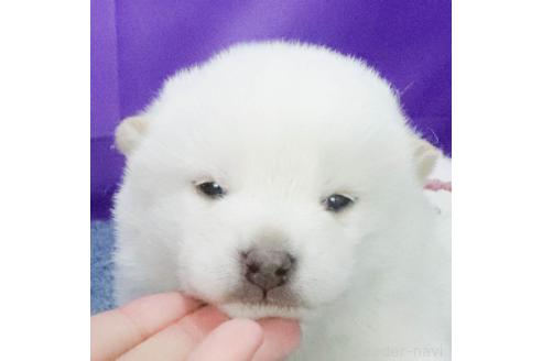 成約済の愛知県の柴犬-371989の3枚目